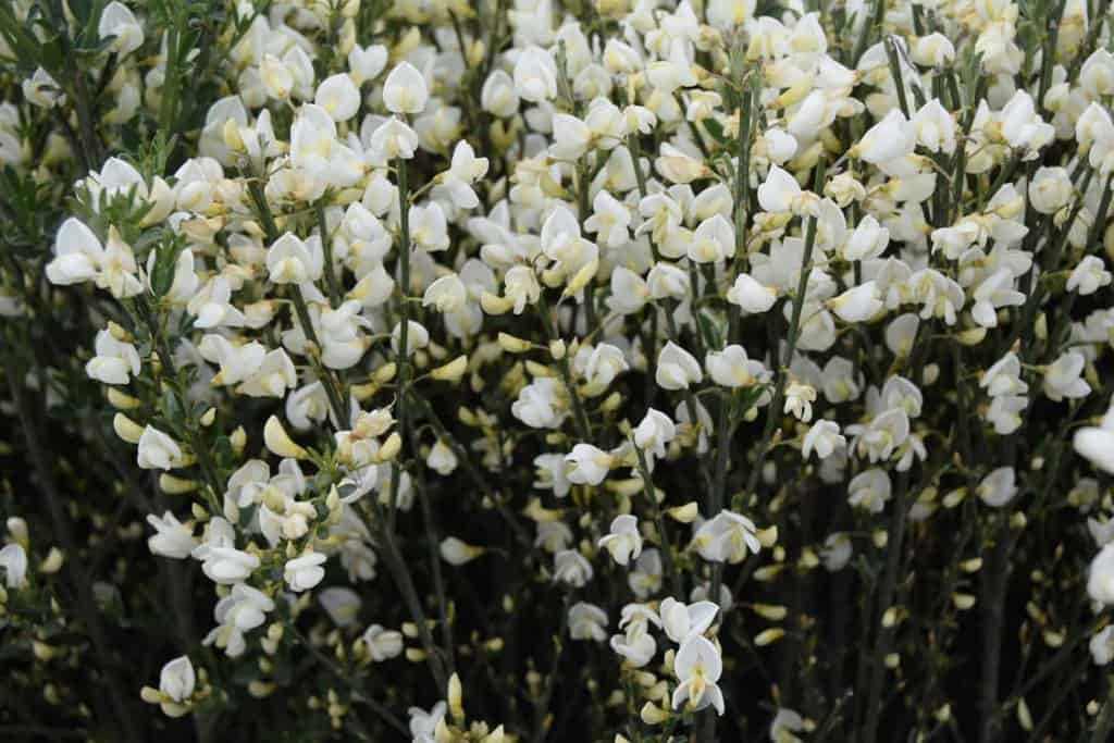 Cytisus x praecox 'Albus' 30-40 cm